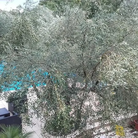 Apartment Carolina Tar-Vabriga